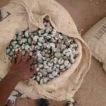 Noix de Cajou Brute W240 - Prix / 1 Tonne